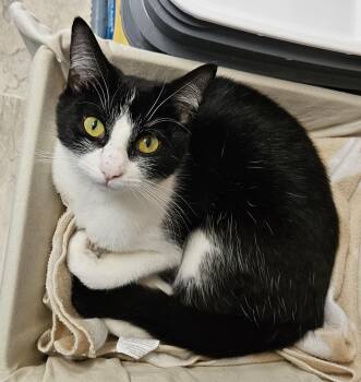 Domestic Short Hair Cats Available for Adoption in Brockport, New York - Emerald | PetCurious