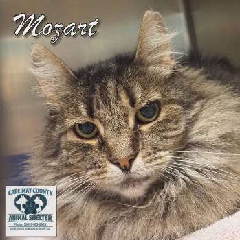 Mozart -  Domestic Short Hair Cat Available for Adoption in Middle Township, New Jersey - Mozart | PetCurious