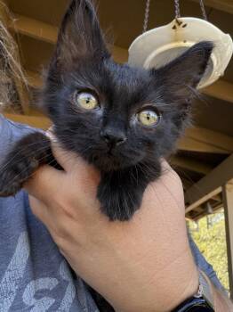 Sirah -  Domestic Long Hair Cat for Adoption in Sonora, California - Sirah | PetCurious
