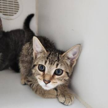 Boomer -  Domestic Short Hair Cat for Adoption in Walnutport, Pennsylvania - Boomer | PetCurious