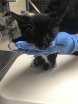 A431806 -  Domestic Short Hair Cat for Adoption in Conroe, Texas - A431806 | PetCurious