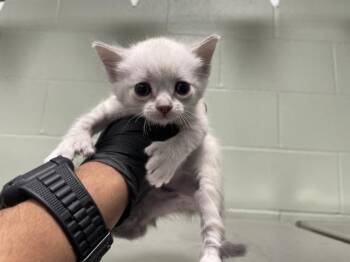 Domestic Short Hair Cats Available for Adoption - A1894475 | PetCurious