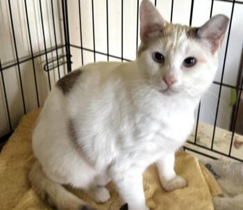 Dilute Calico and Siamese Cats Available for Adoption in Pendleton, Oregon - Amethyst | PetCurious