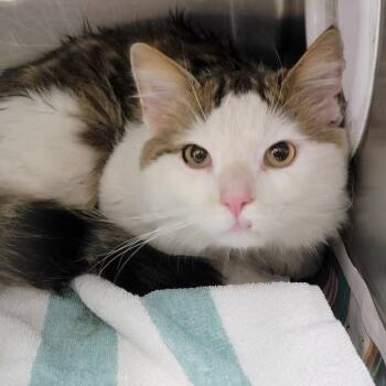 Domestic Medium Hair Cats Available for Adoption - Hanson | PetCurious