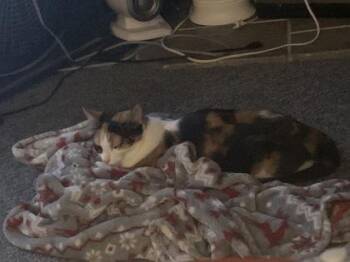 Jester -  Domestic Short Hair Cat for Adoption in Simcoe, Ontario - Jester | PetCurious