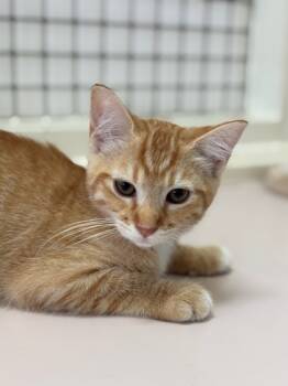 Rescue Domestic Short Hair Cats for Adoption in Honolulu, Hawaii - Nookie | PetCurious