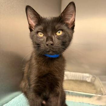 Donovan -  Domestic Short Hair Cat for Adoption in Sarasota, Florida - Donovan | PetCurious