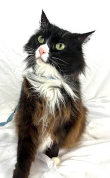 Domestic Long Hair Cats Available for Adoption - Princess - Gorgeous Long Hair Calico | PetCurious