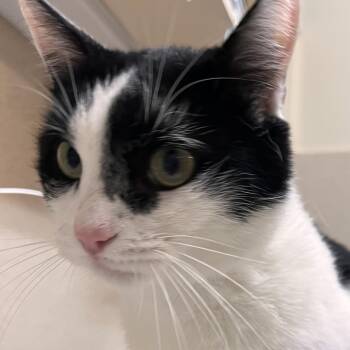 Oreo -  Domestic Short Hair Cat for Adoption in Kanab, Utah - Oreo | PetCurious