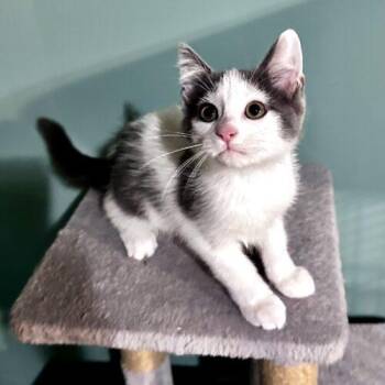 HoneyCrisp -  Domestic Short Hair Cat for Adoption in Canal Winchester, Ohio - HoneyCrisp | PetCurious