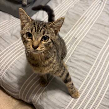 Genevieve -  Domestic Short Hair Cat for Adoption in Georgetown, Kentucky - Genevieve | PetCurious