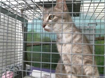 Domestic Short Hair Cats Available for Adoption in Houston, Texas - LADY LUCK | PetCurious