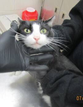 Chanel (674) -  Domestic Short Hair Cat for Adoption in Marietta, Georgia - Chanel (674) | PetCurious
