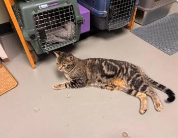 Evergreen -  Domestic Short Hair Cat for Adoption in Burlington, Vermont - Evergreen | PetCurious