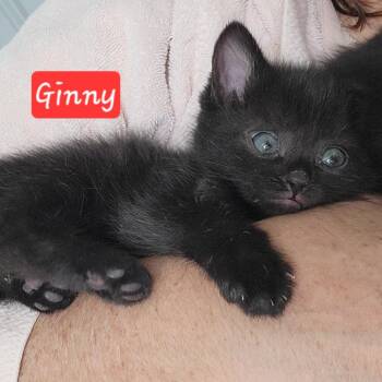 Domestic Short Hair Cats Available for Adoption in Indianapolis, Indiana - Ginny | PetCurious