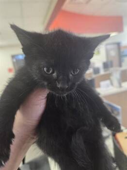A800134 -  Domestic Short Hair Cat for Adoption in Louisville, Kentucky - A800134 | PetCurious