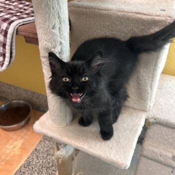 Twix -  Domestic Long Hair Cat for Adoption in Fresno, California - Twix | PetCurious