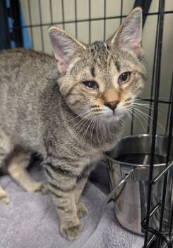 Melvin -  Domestic Short Hair Cat for Adoption in Ellijay, Georgia - Melvin | PetCurious
