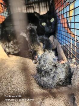 Domestic Short Hair Cats Available for Adoption - TOOTIE | PetCurious