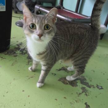 Nellie -  Domestic Short Hair Cat for Adoption in Melrose, Florida - Nellie | PetCurious