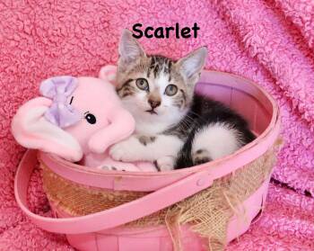 Turkish Van Cats Available for Adoption - Scarlet | PetCurious
