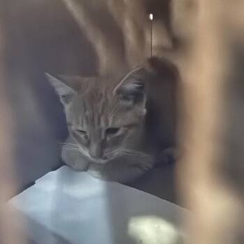 Singleton -  Domestic Medium Hair Cat for Adoption in Newark, New Jersey - Singleton | PetCurious
