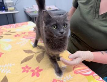 Frosty Puff -  Domestic Medium Hair Cat for Adoption in Raleigh, North Carolina - Frosty Puff | PetCurious