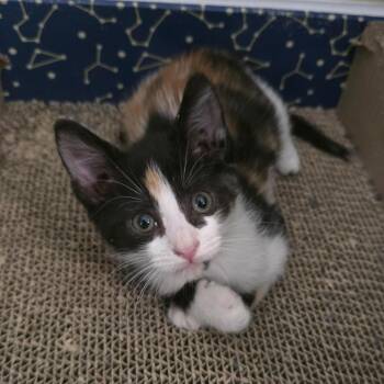 ChomChom -  Domestic Short Hair Cat for Adoption in Myrtle Beach, South Carolina - ChomChom | PetCurious