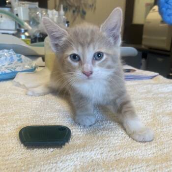 RuPaul -  Domestic Short Hair Cat Available for Adoption in Oak Brook, Illinois - RuPaul | PetCurious