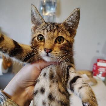 Houdini (Harry) -  Domestic Short Hair Cat for Adoption in Osawatomie, Kansas - Houdini (Harry) | PetCurious