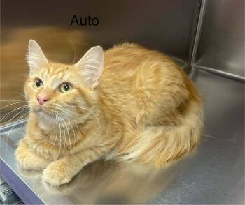 Auto -  Tabby Cat for Adoption in Wyandotte, Michigan - Auto | PetCurious