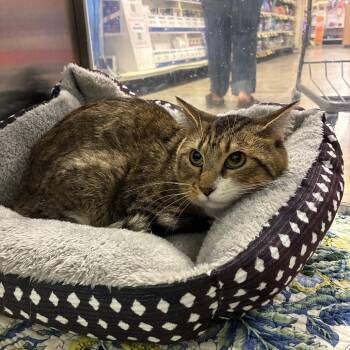 Domino Dude -  Domestic Short Hair Cat for Adoption in NEW PT RICHEY, Florida - Domino Dude | PetCurious