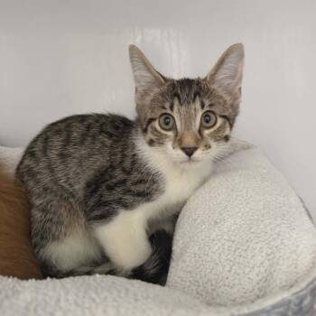 Marlon -  Domestic Short Hair Cat for Adoption in Las Cruces, New Mexico - Marlon | PetCurious