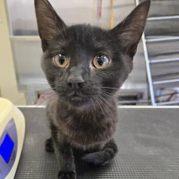 Blackberry 26- 213 -  Domestic Short Hair Cat for Adoption in Tawas City, Michigan - Blackberry 26- 213 | PetCurious