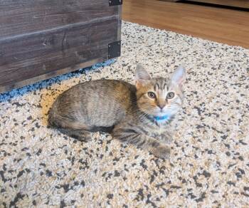 Taco -  Domestic Short Hair Cat for Adoption in Burnaby, British Columbia - Taco | PetCurious