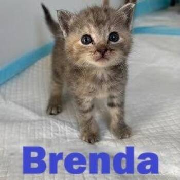 Brenda -  American Shorthair Cat for Adoption in Spring Hill, Kansas - Brenda | PetCurious