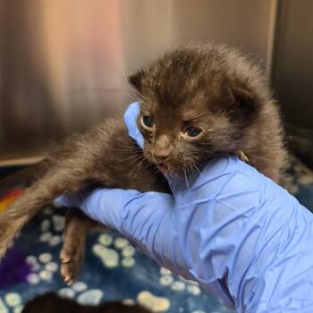 Domestic Medium Hair Cats Available for Adoption in Columbus, Georgia - Brooklet 5965 | PetCurious