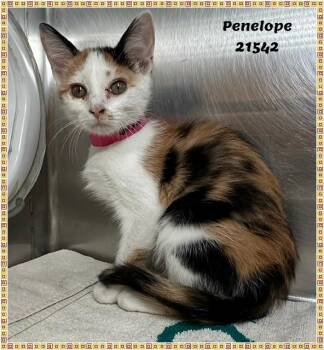 PENELOPE -  Domestic Short Hair and Calico Cat for Adoption in Marietta, Georgia - PENELOPE | PetCurious