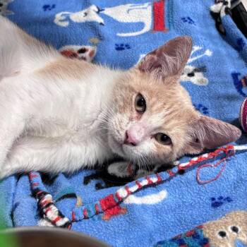 Domestic Short Hair Cats Available for Adoption in Corpus Christi, Texas - Ruben | PetCurious