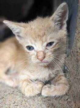 Tweep -  Domestic Short Hair Cat for Adoption in Daytona Beach, Florida - Tweep | PetCurious