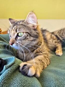 Domestic Medium Hair Cats Available for Adoption in Auburn, Indiana - Corduroy | PetCurious