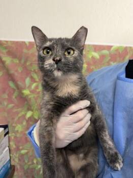 Cici -  Domestic Short Hair Cat for Adoption in San Antonio, Texas - Cici | PetCurious