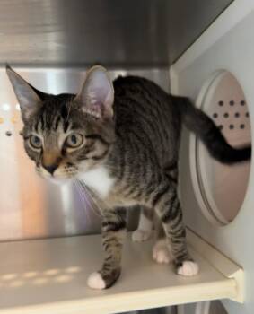 Biggs Jasper -  Domestic Short Hair Cat for Adoption in Fort Lupton, Colorado - Biggs Jasper | PetCurious