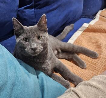 Domestic Short Hair Cats Available for Adoption in Phoenix, Arizona - Chenille | PetCurious