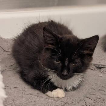 Legalos -  Domestic Medium Hair Cat for Adoption in Raleigh, North Carolina - Legalos | PetCurious