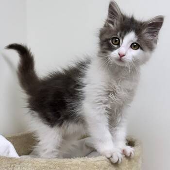 Ghost -  Domestic Long Hair Cat for Adoption in Syosset, New York - Ghost | PetCurious