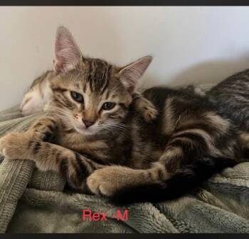 Domestic Short Hair Cats Available for Adoption - Rex | PetCurious