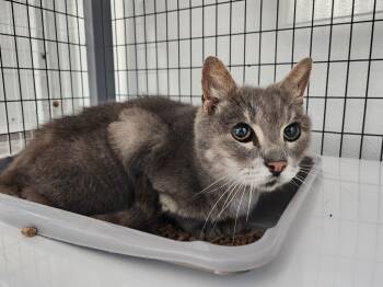 Rescue Domestic Short Hair Cats for Adoption in Gold Beach, Oregon - Blues Traveler | PetCurious