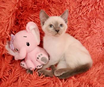 Siamese Cats Available for Adoption - Shelly | PetCurious
