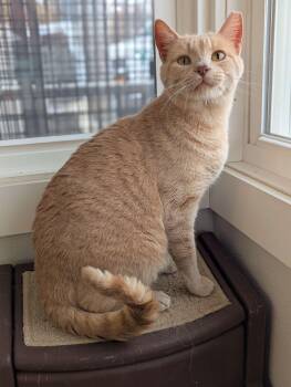 Rescue Domestic Short Hair and Tabby Cats for Adoption in Washington, Iowa - Atticus - Love Bug | PetCurious